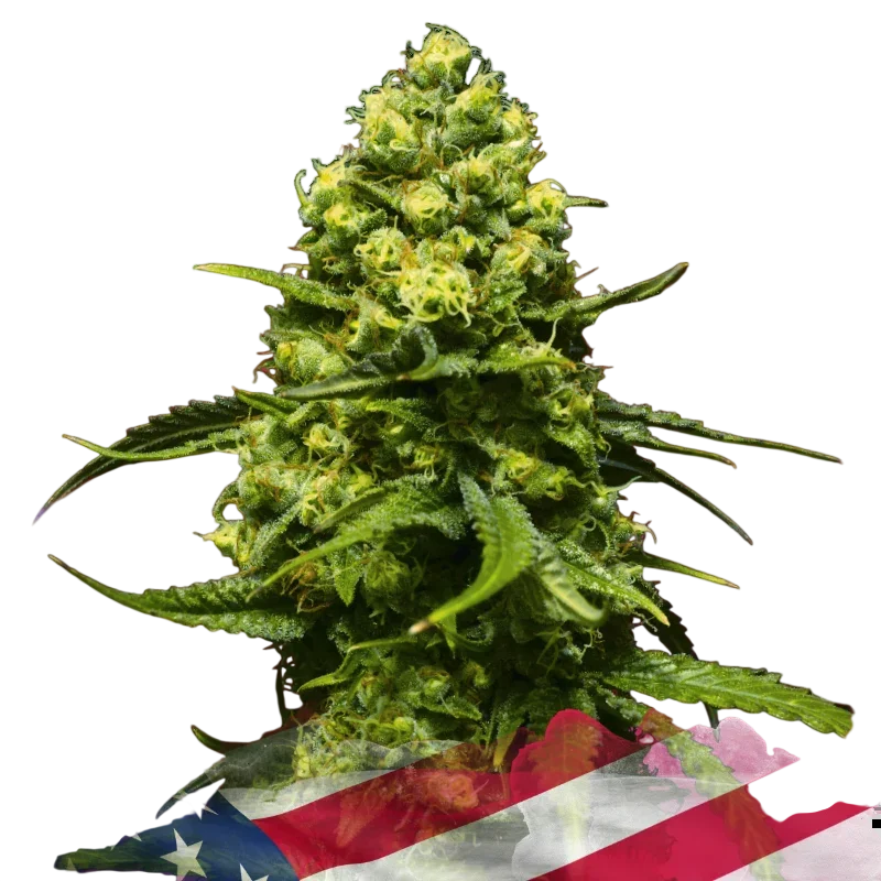 Trainwreck | PHOTOFEM | Nirvana Seeds