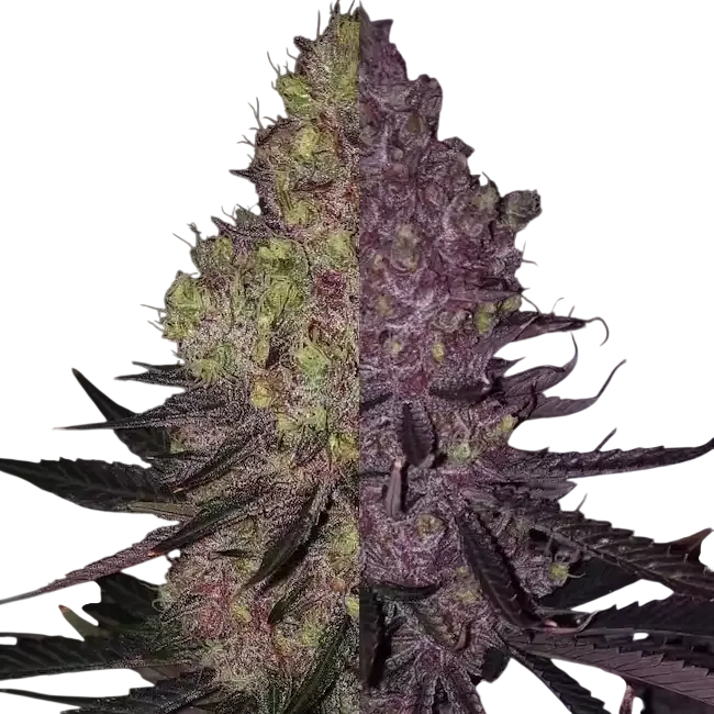 Trop Cherry Duet | PHOTOFEM | Ethos Genetics