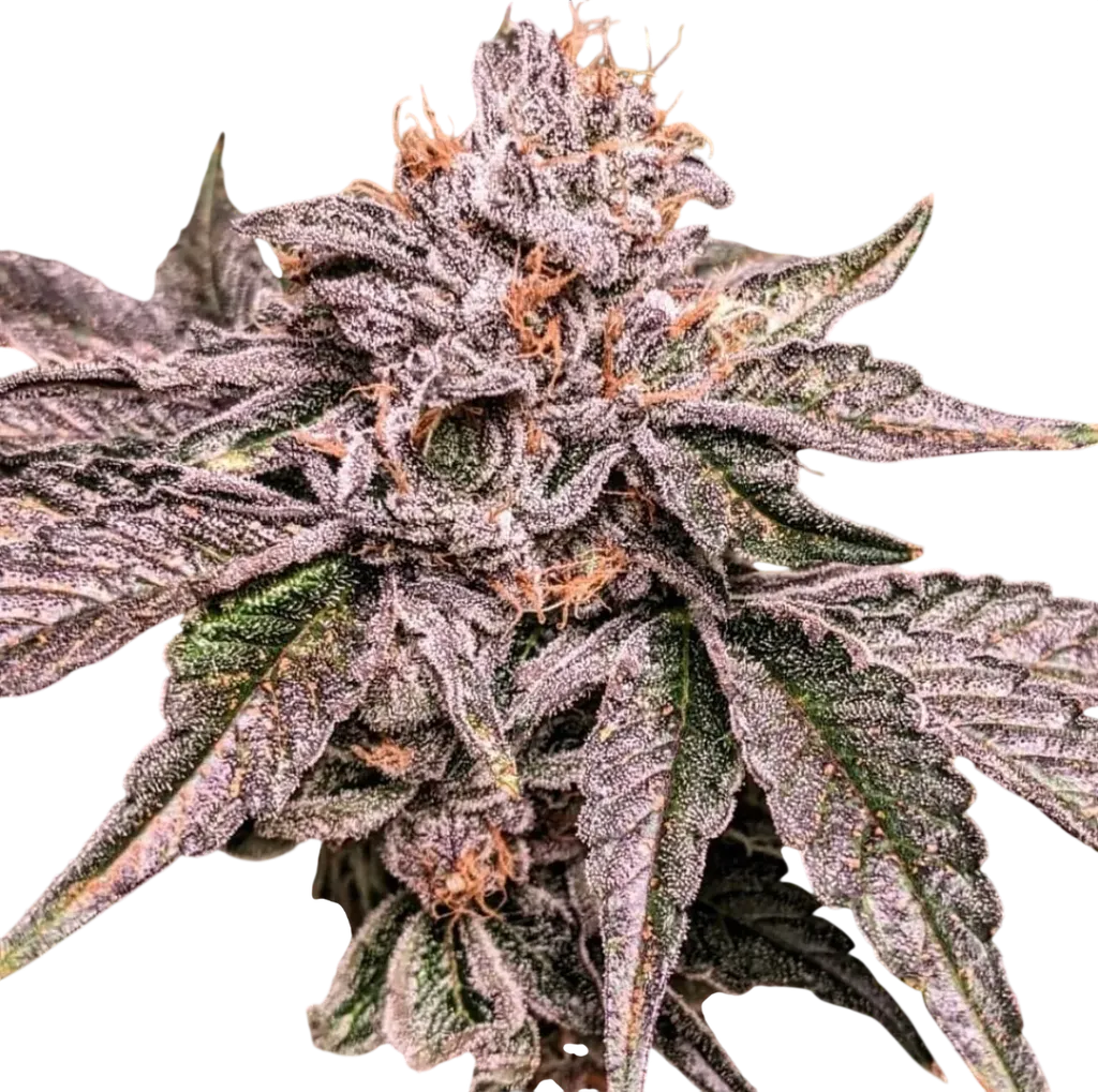 Zeltzer | PHOTOFEM | Umami Seed Co.