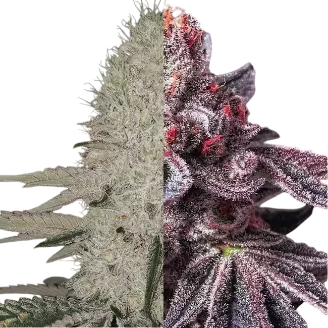 Zoap Duet | PHOTOFEM | Ethos Genetics
