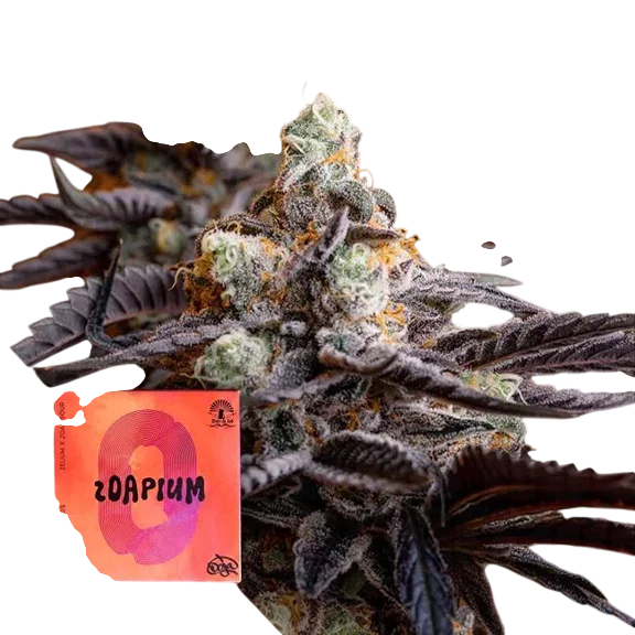 Zoapium | PHOTOFEM | Doja