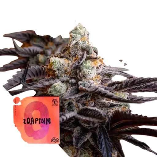 Zoapium