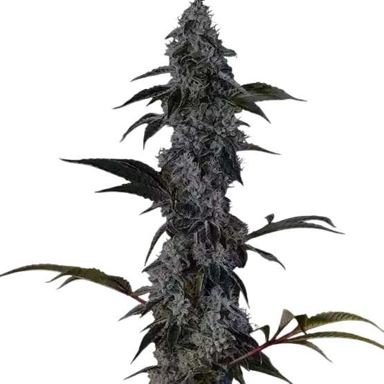 Zweet OG F2 | PHOTOREG | Ethos Genetics