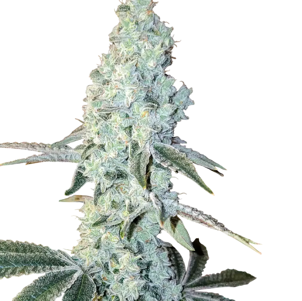 Zweet OG R2 | PHOTOFEM | Ethos Genetics