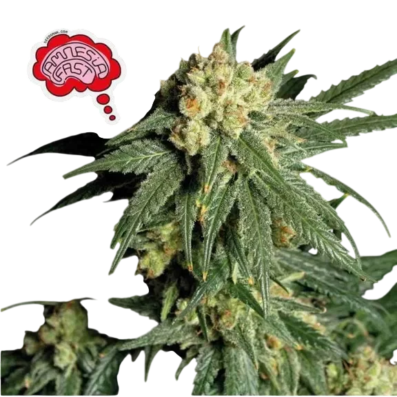 Amnesia FAST | PHOTOFEM | Seedsman