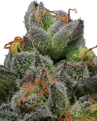 California Cream (Caramel Cream) Auto