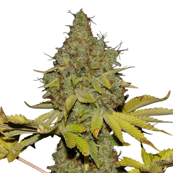 Cheese | PHOTOFEM | Tiger One Bulk