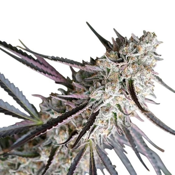 Peanut Butter Breath Fast | PHOTOFEM | Humboldt Seed Org.