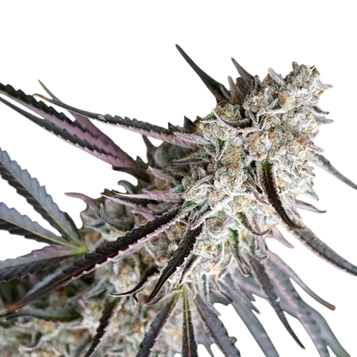 Peanut Butter Breath Fast