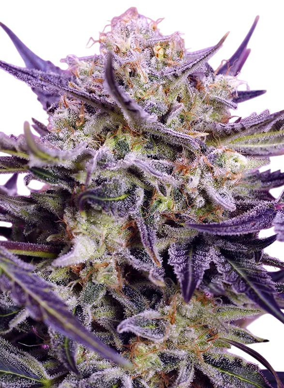 Pink Guava F1 Fast Version | PHOTOFEM | Sweet Seeds