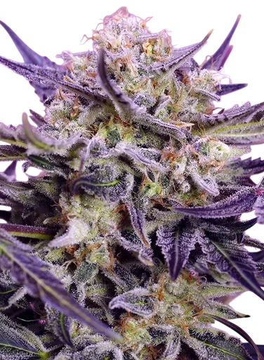 Pink Guava F1 Fast Version