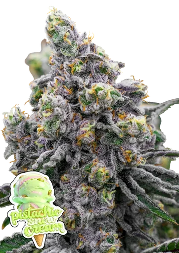 Pistachio Snow Cream