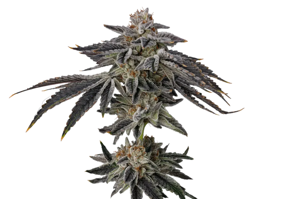 Purple Ink | PHOTOFEM | Umami Seed Co.