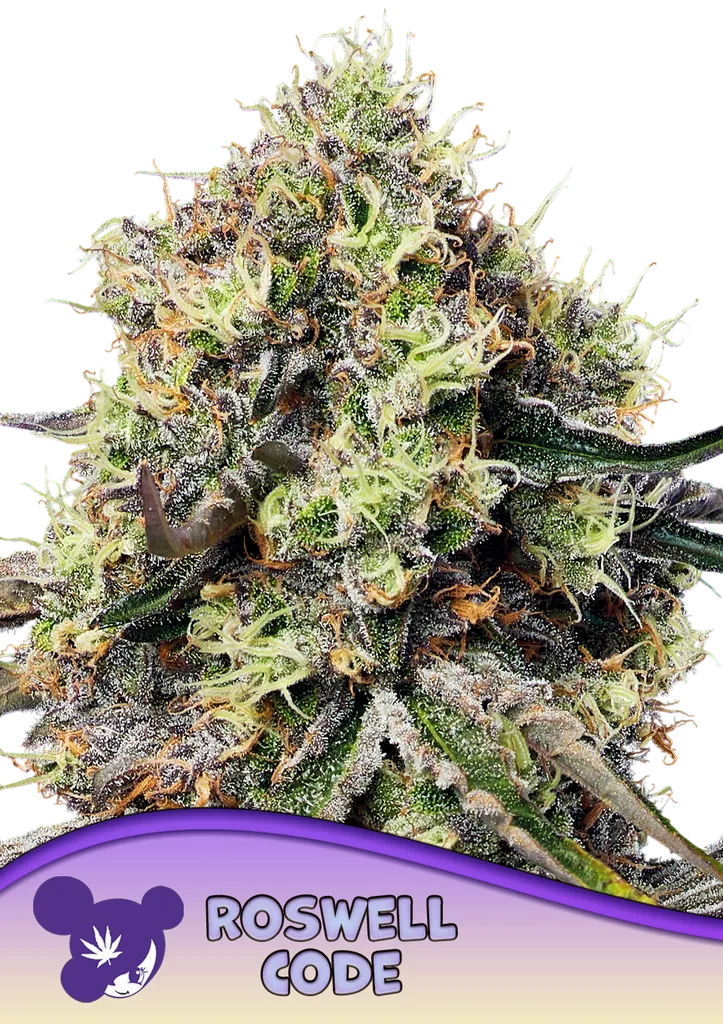 Roswell Code | PHOTOFEM | Anesia Seeds