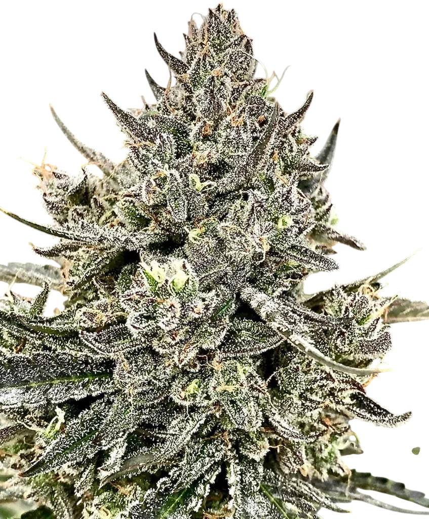 Cheetah the Hut | PHOTOFEM | Atlas Seed