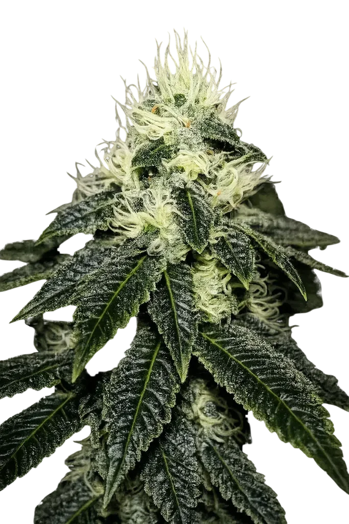 Chem 91 | PHOTOFEM | Cali Connection