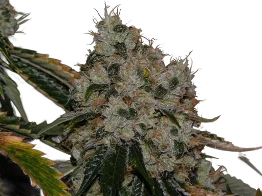 Chem 91