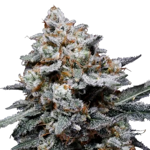 CheMACal Romance Auto | AUTOFEM | DNA Genetics