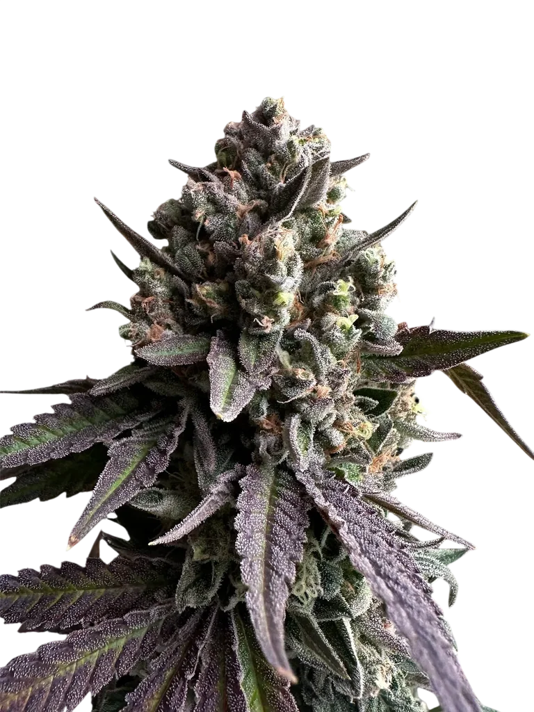 Cheddar Mintz | PHOTOREG | TerpyZ Mutant Genetics