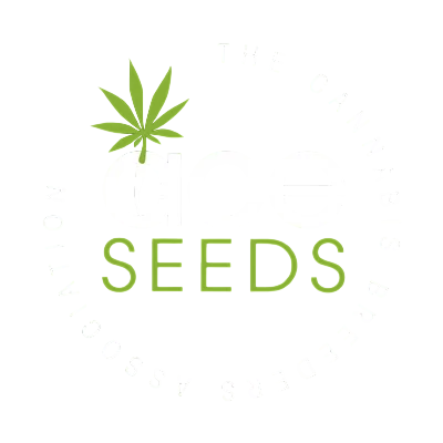 Early Zamaldelica | PHOTOFEM | Ace Seeds