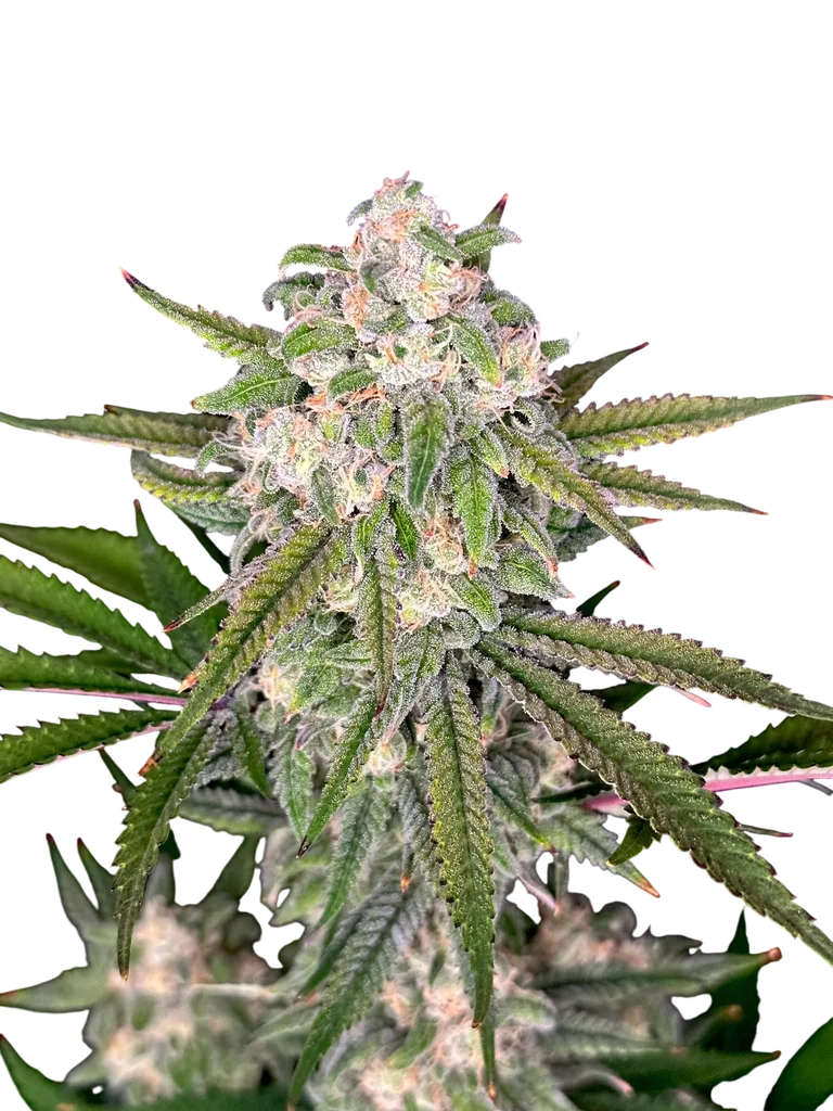 Fruit Trees | PHOTOFEM | TerpyZ Mutant Genetics