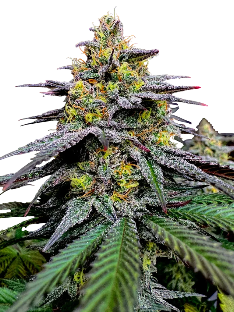 Gorilla Vanilla | PHOTOFEM | TerpyZ Mutant Genetics