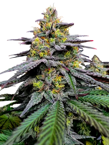 Gorilla Vanilla