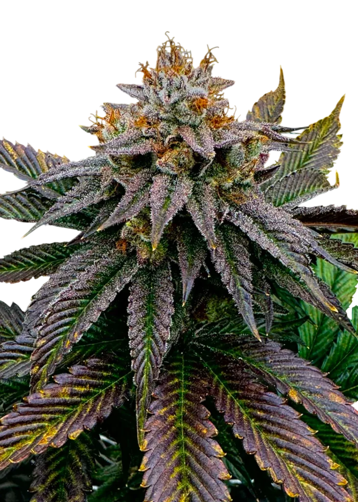 Kombucha | PHOTOFEM | TerpyZ Mutant Genetics