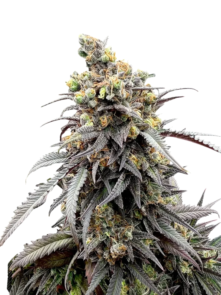 Mentha de Croco F1 | PHOTOREG | TerpyZ Mutant Genetics