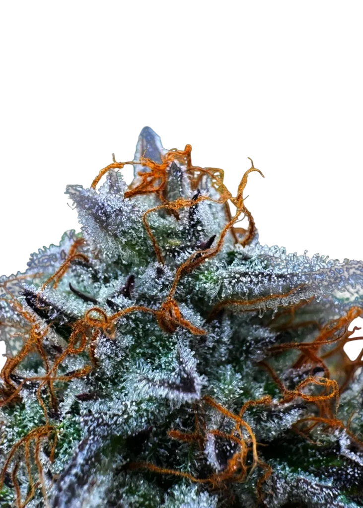 Morello Cherries Auto | AUTOFEM | TerpyZ Mutant Genetics