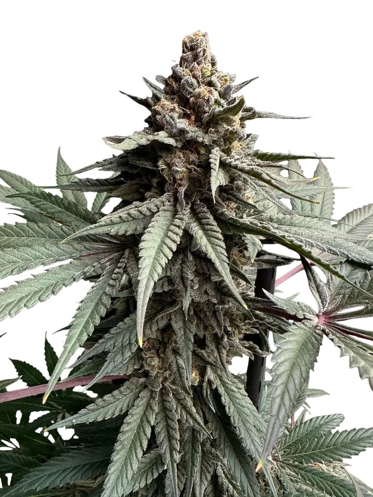Remintz | PHOTOREG | TerpyZ Mutant Genetics