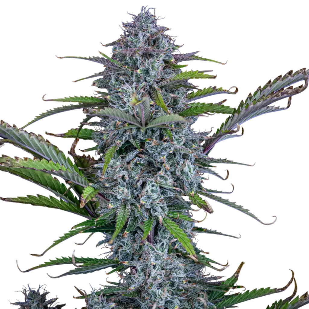 Chemdogging Auto | AUTOFEM | Mephisto Genetics