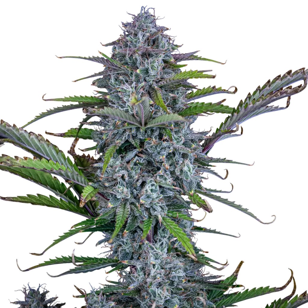 Chemdogging Auto | AUTOFEM | Mephisto Genetics