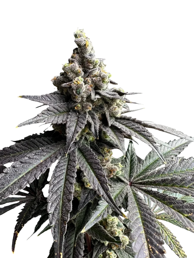White Zoap | PHOTOFEM | TerpyZ Mutant Genetics