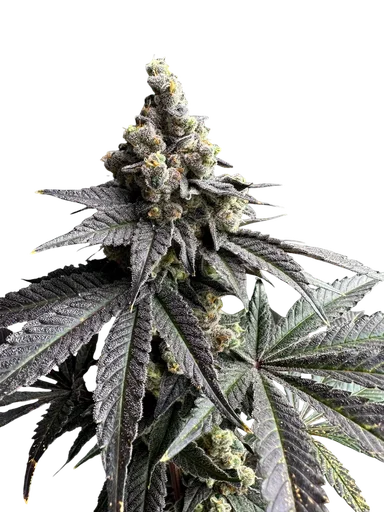 White Zoap