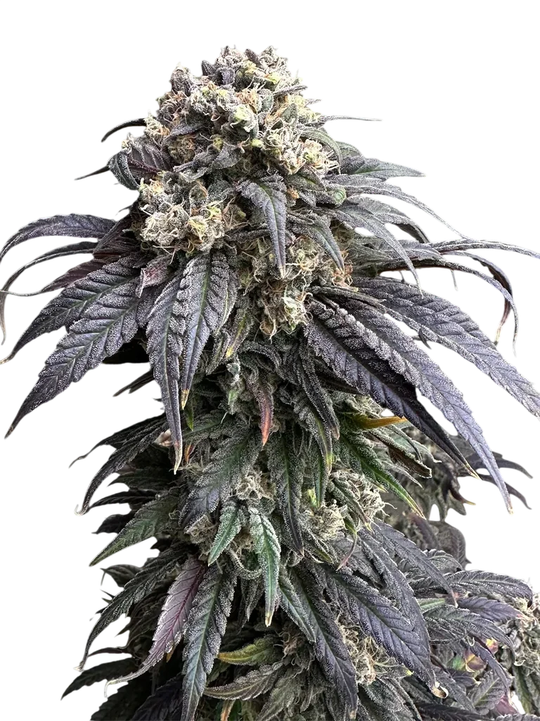 Zacatecas Skunk – Produktansicht