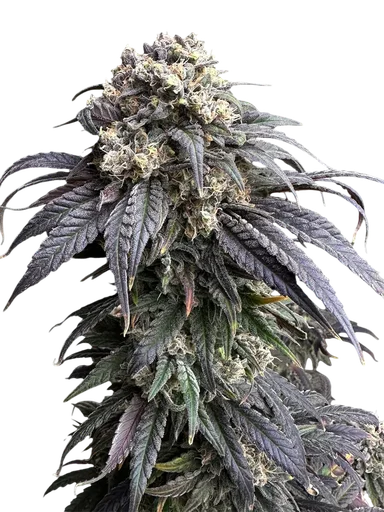 Zacatecas Skunk