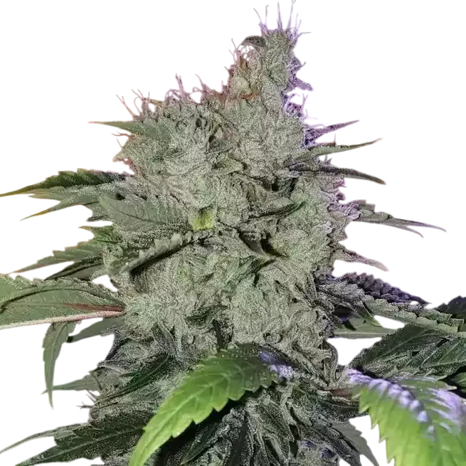 Chem Funk R1 | PHOTOFEM | Ethos Genetics