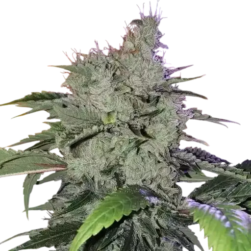 Chem Funk R1 | PHOTOFEM | Ethos Genetics