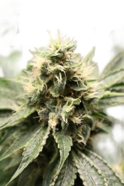 Chemhead OG | PHOTOFEM | Pheno Finder Seeds
