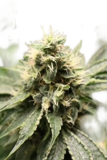 Chemhead OG