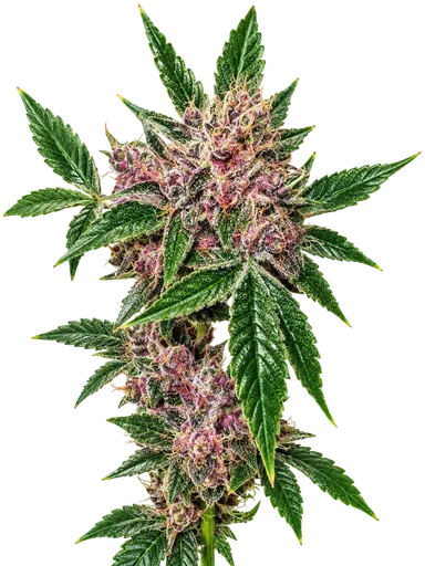 Cherries Jubilee