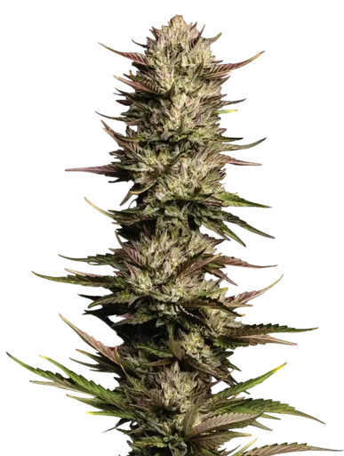 California Octane Triploid