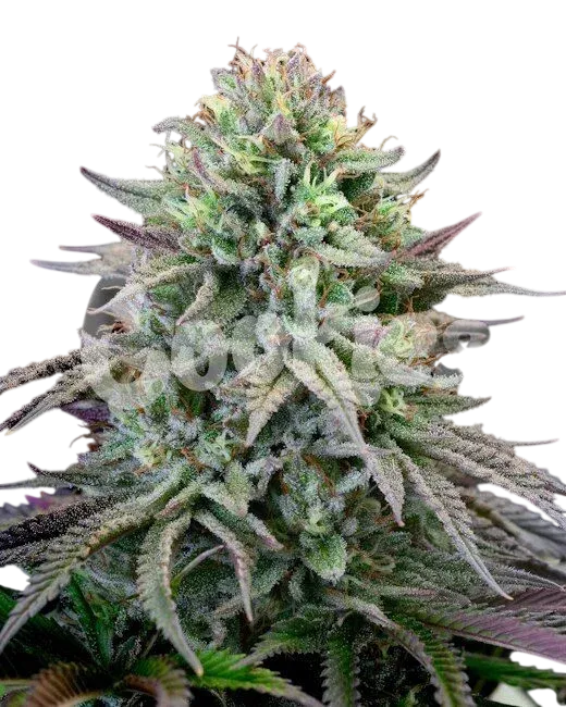 Cherry Cooks | PHOTOFEM | Cookies Seed Bank
