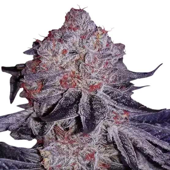 Cherry Gar-See-Ya R1 – Produktansicht