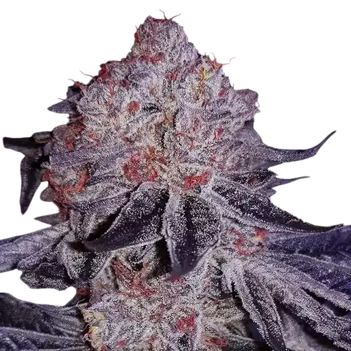 Cherry Gar-See-Ya R1 | PHOTOFEM | Ethos Genetics