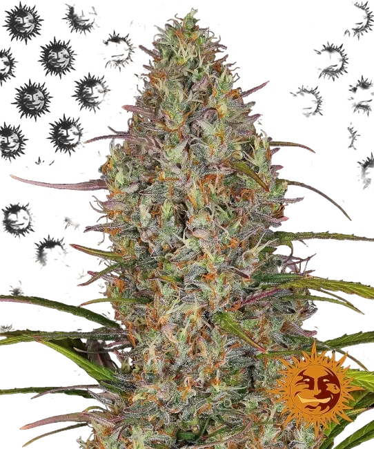 Glue Gelato Auto | AUTOFEM | Barneys Farm
