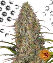 Glue Gelato Auto | AUTOFEM | Barneys Farm