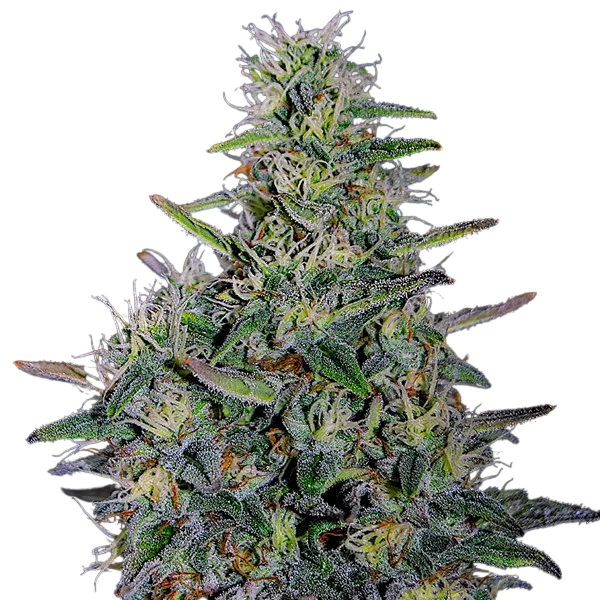 Cherry Pavlova | PHOTOFEM | G13 Labs