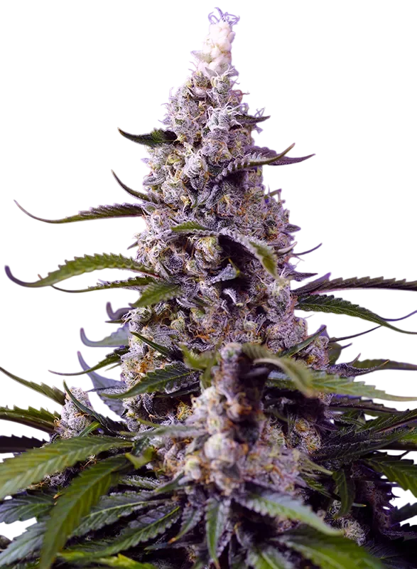 Banana Cream Cake XL Auto | AUTOFEM | Sweet Seeds